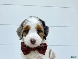Mini Goldendoodle dogs for sale: Gracie 😍 - Ad 3