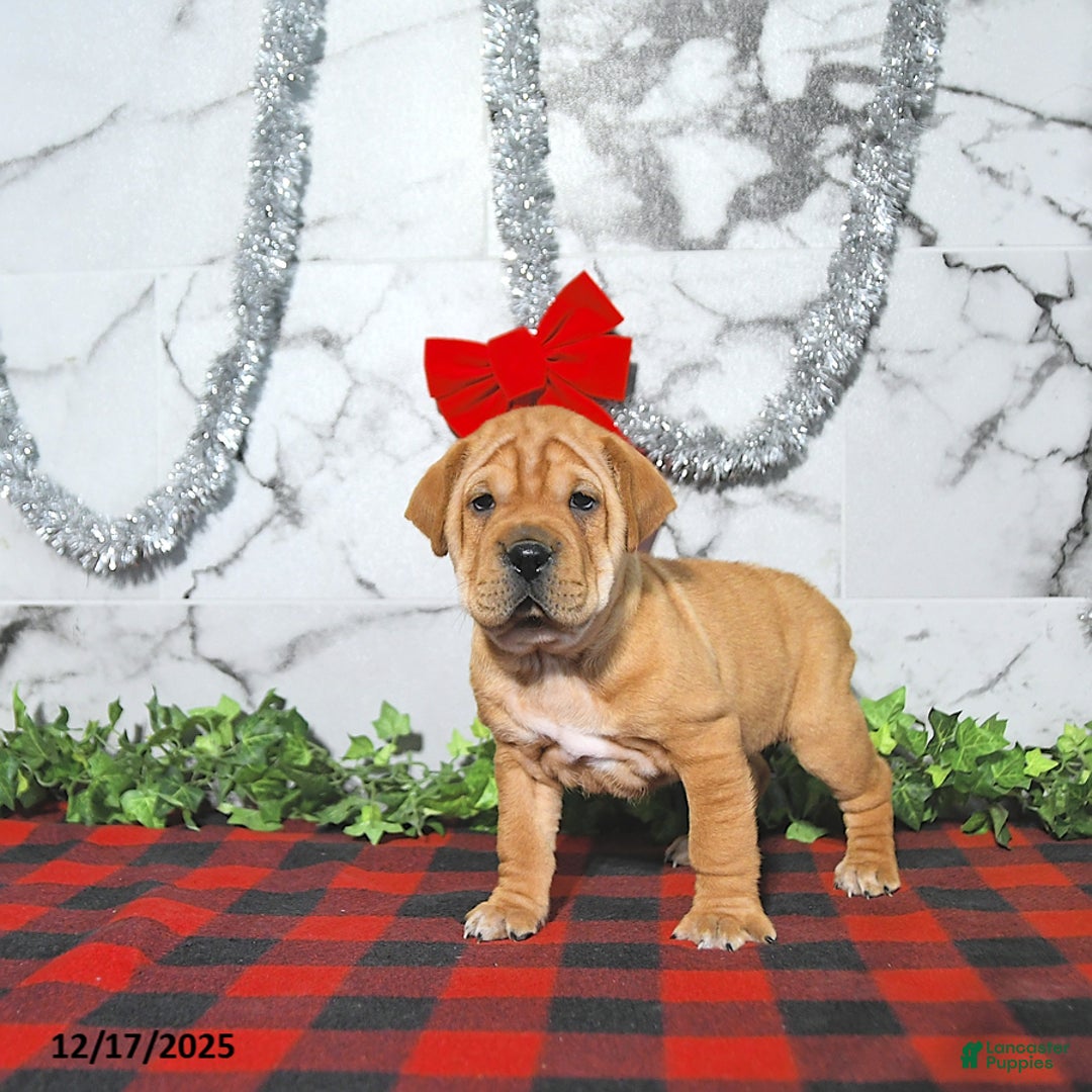 Mini Hippo dogs for sale: Andy - Ad 3