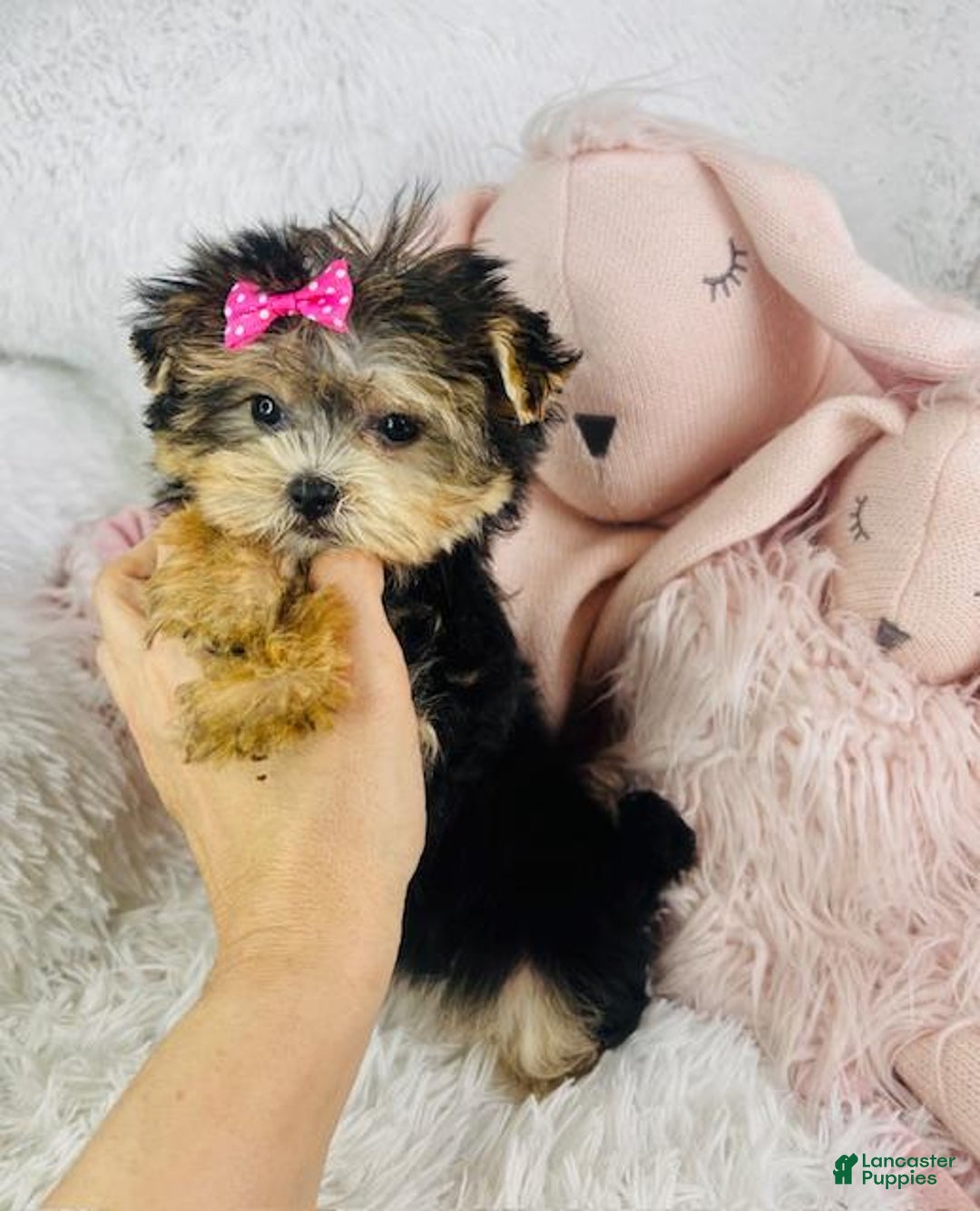 Morkie dogs for sale: Morkie Puppy 1 - Ad 2