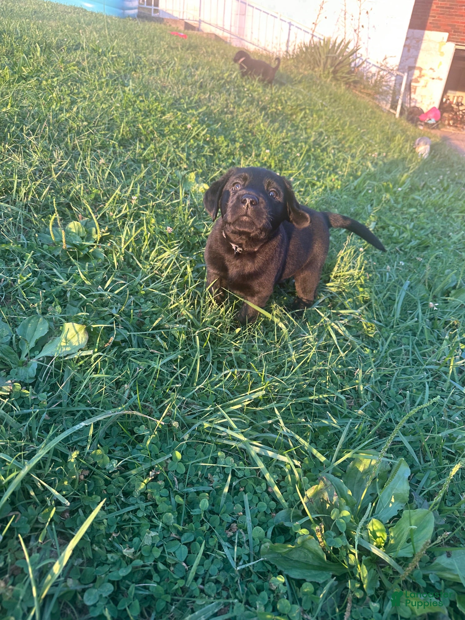 Labrador Retriever dogs Bullet - Ad 21