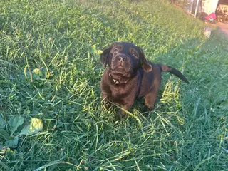 Labrador Retriever dogs Bullet - Ad 21