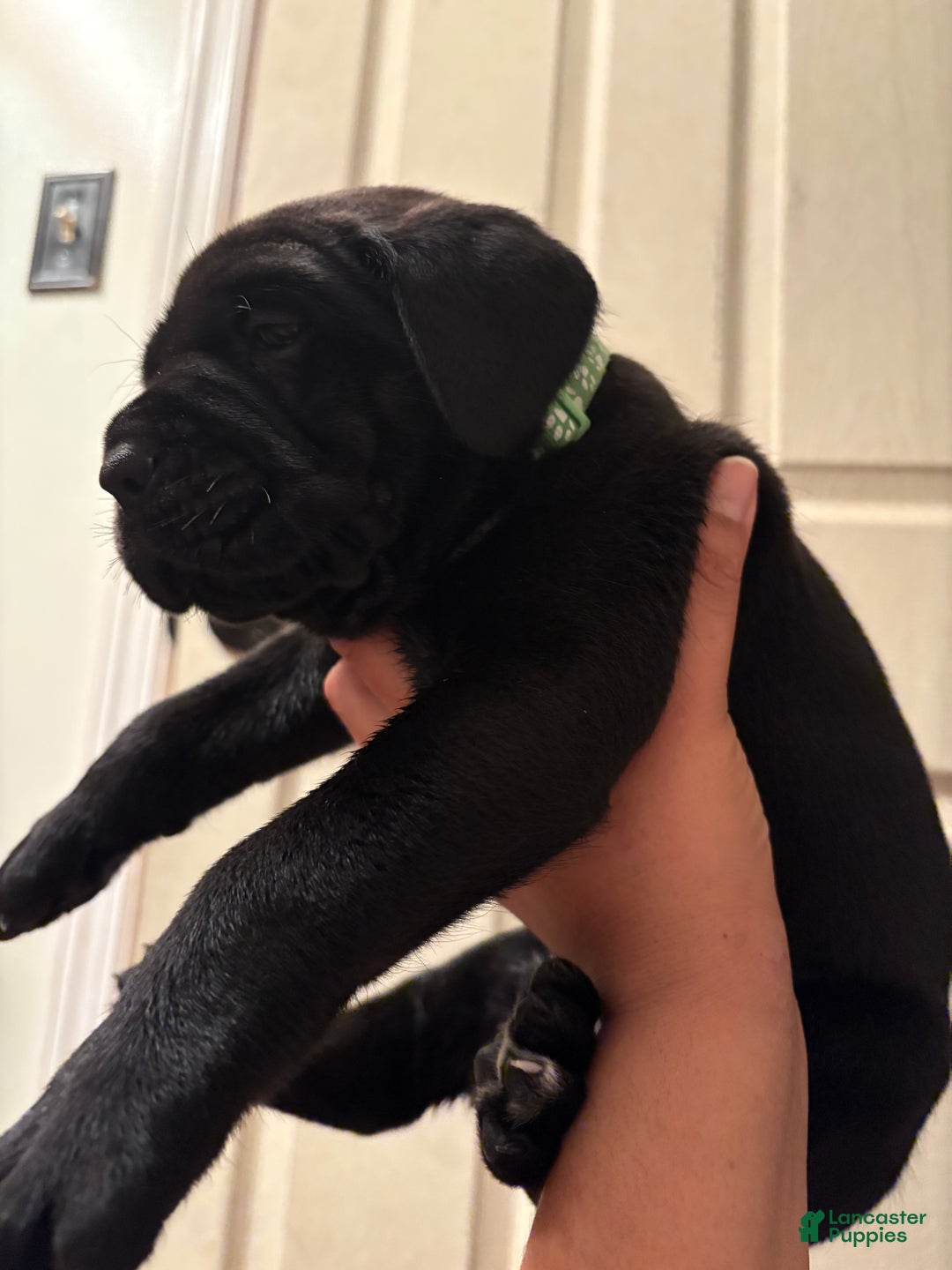 Cane Corso dogs for sale: Raven - Ad 3