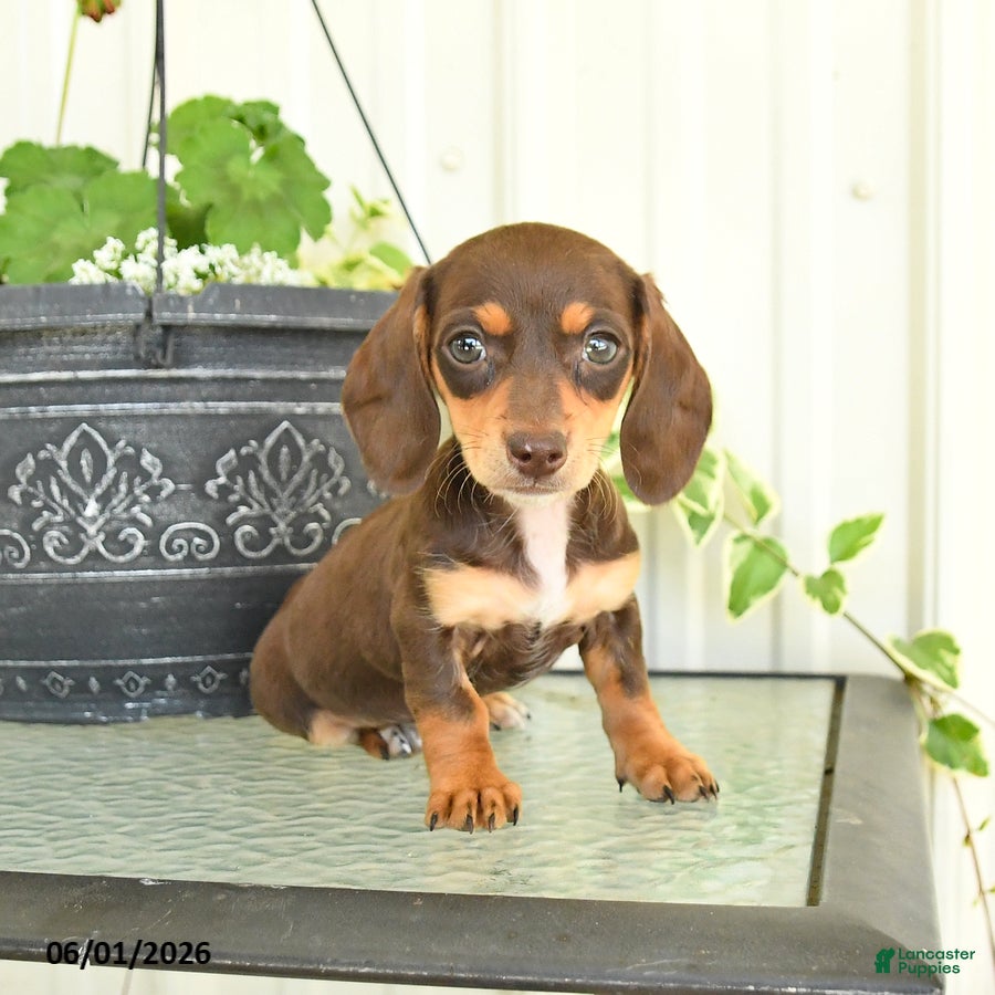 Dachshund dogs for sale: Leah - Ad 4