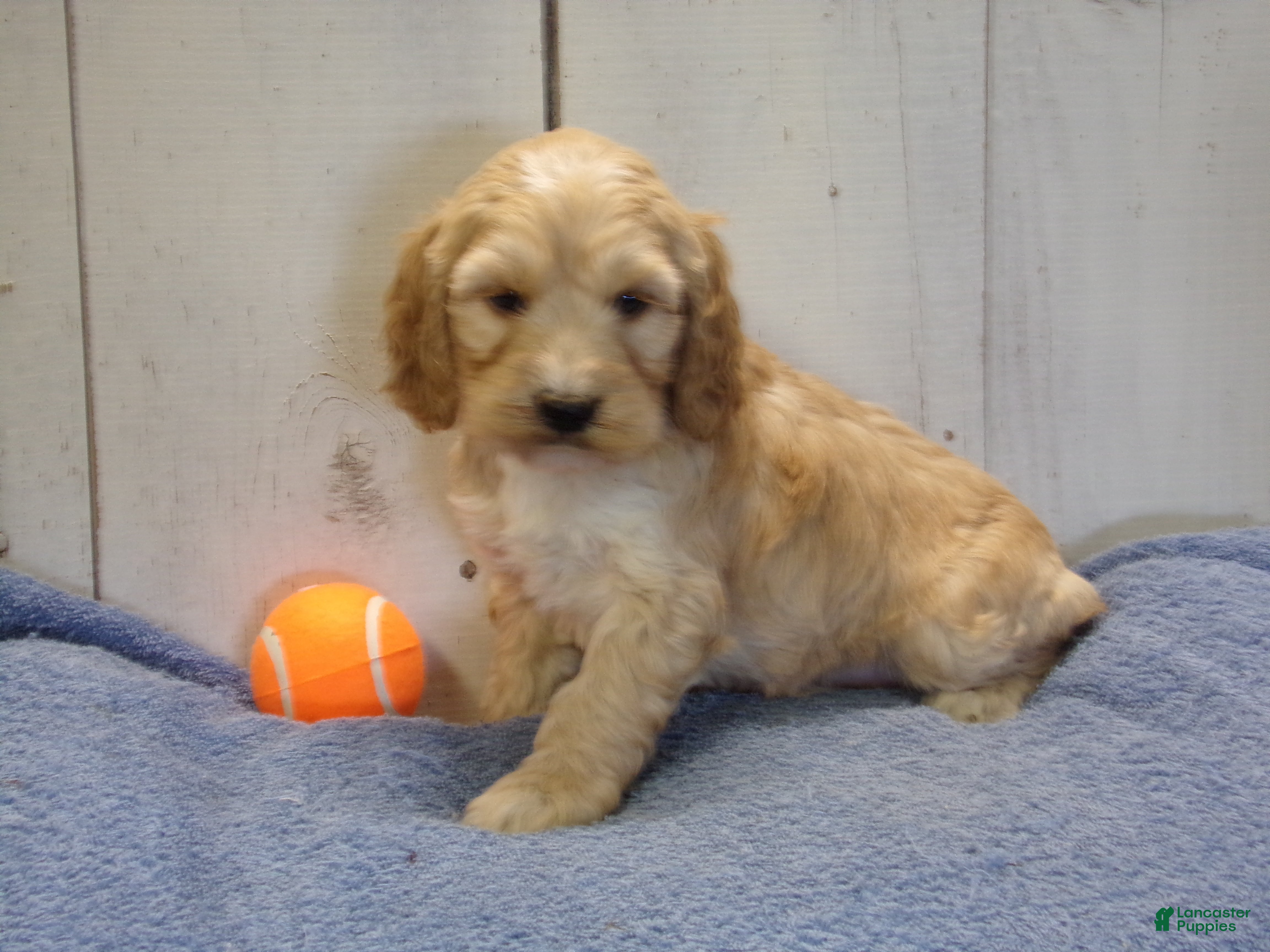 Cockapoo dogs Boone - Ad 6