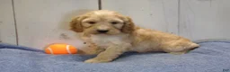 Cockapoo dogs for sale: Boone - Ad 1