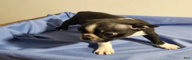 Boy