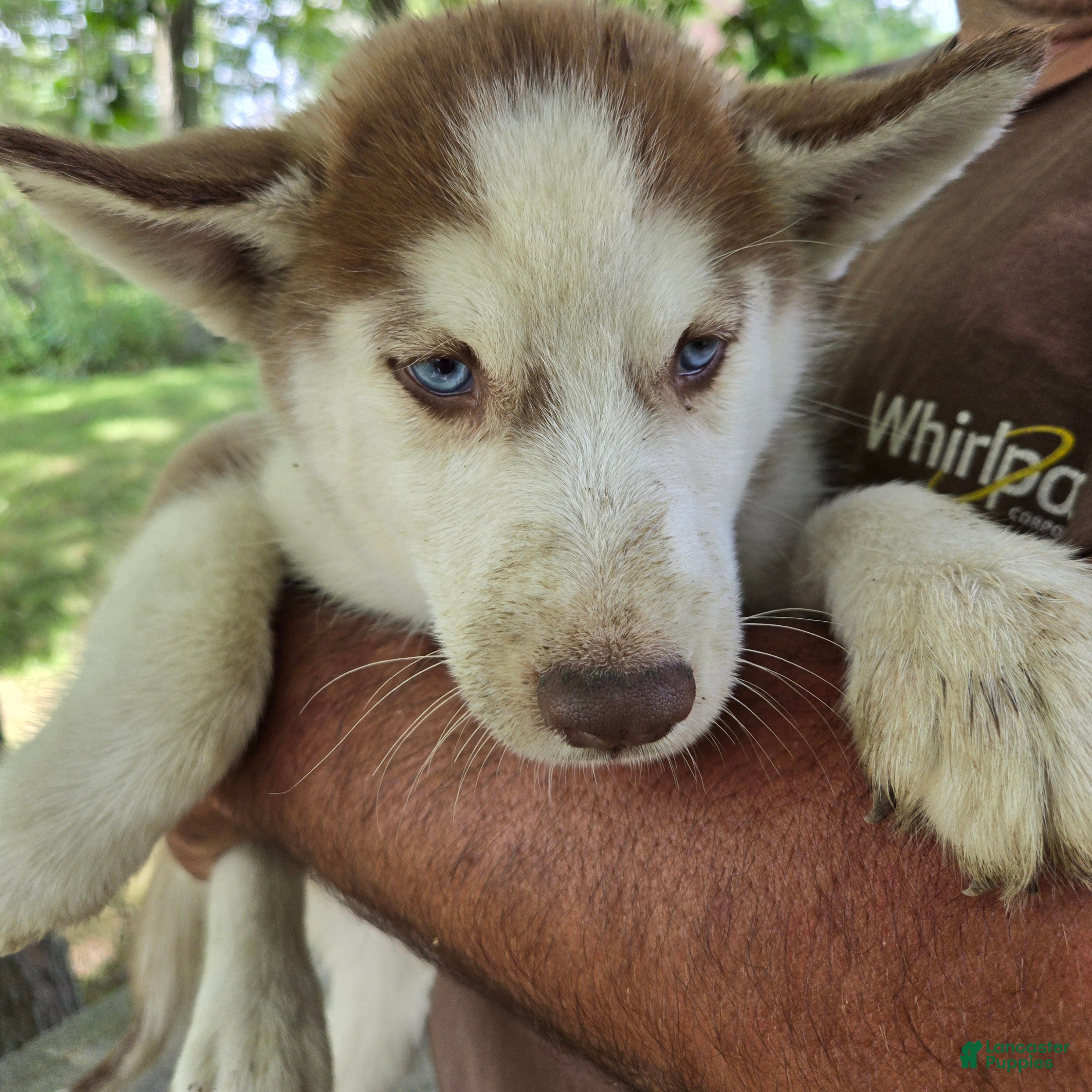 Siberian Husky dogs Valerie  - Ad 1
