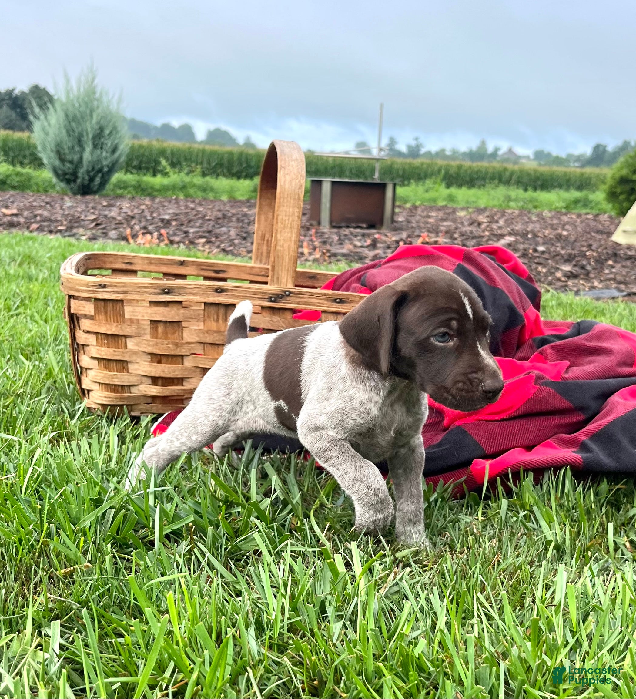 German Shorthaired Pointer dogs Rosalie❤️akc🐾 text or call today - Ad 2