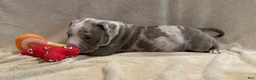American Pit Bull Terrier dogs for sale: American Merle Pit Bull Terrier  - Ad 3