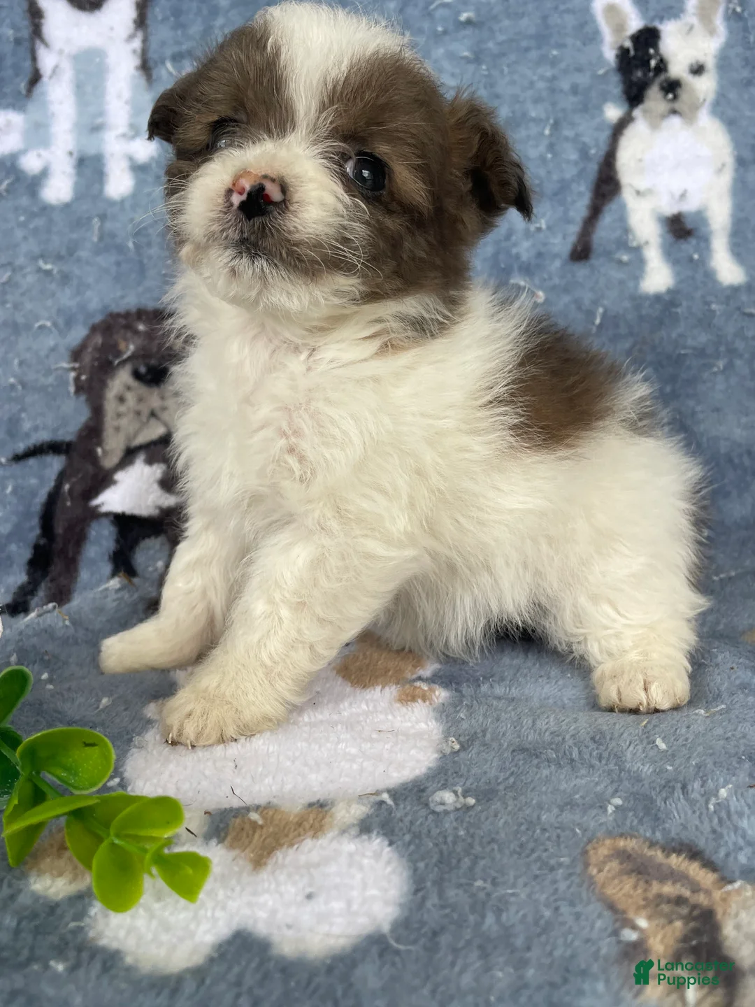 Toy Poodle dogs for sale: Portia - Ad 2