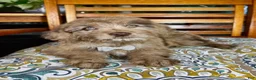 Labradoodle dogs for sale:  Reese  - Ad 4