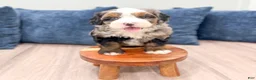 Mini Bernedoodle dogs for sale: Nova - Ad 3