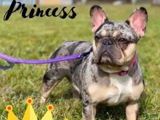French Bulldog dogs Princess - Ad 24