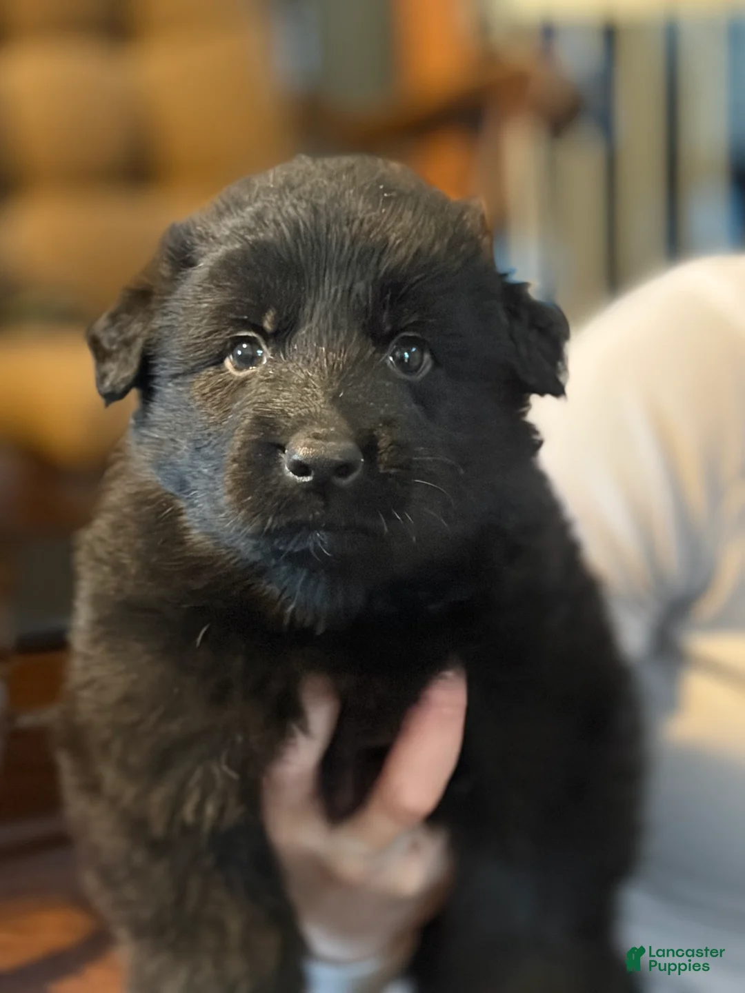 German Shepherd dogs for sale: German Shepherd Puppy 3 - Ad 1