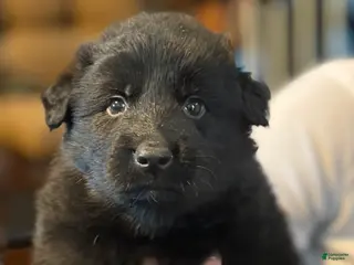 German Shepherd dogs for sale: German Shepherd Puppy 3 - Ad 2