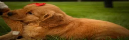 Golden Retriever dogs for sale: Hunter💙 - Ad 16