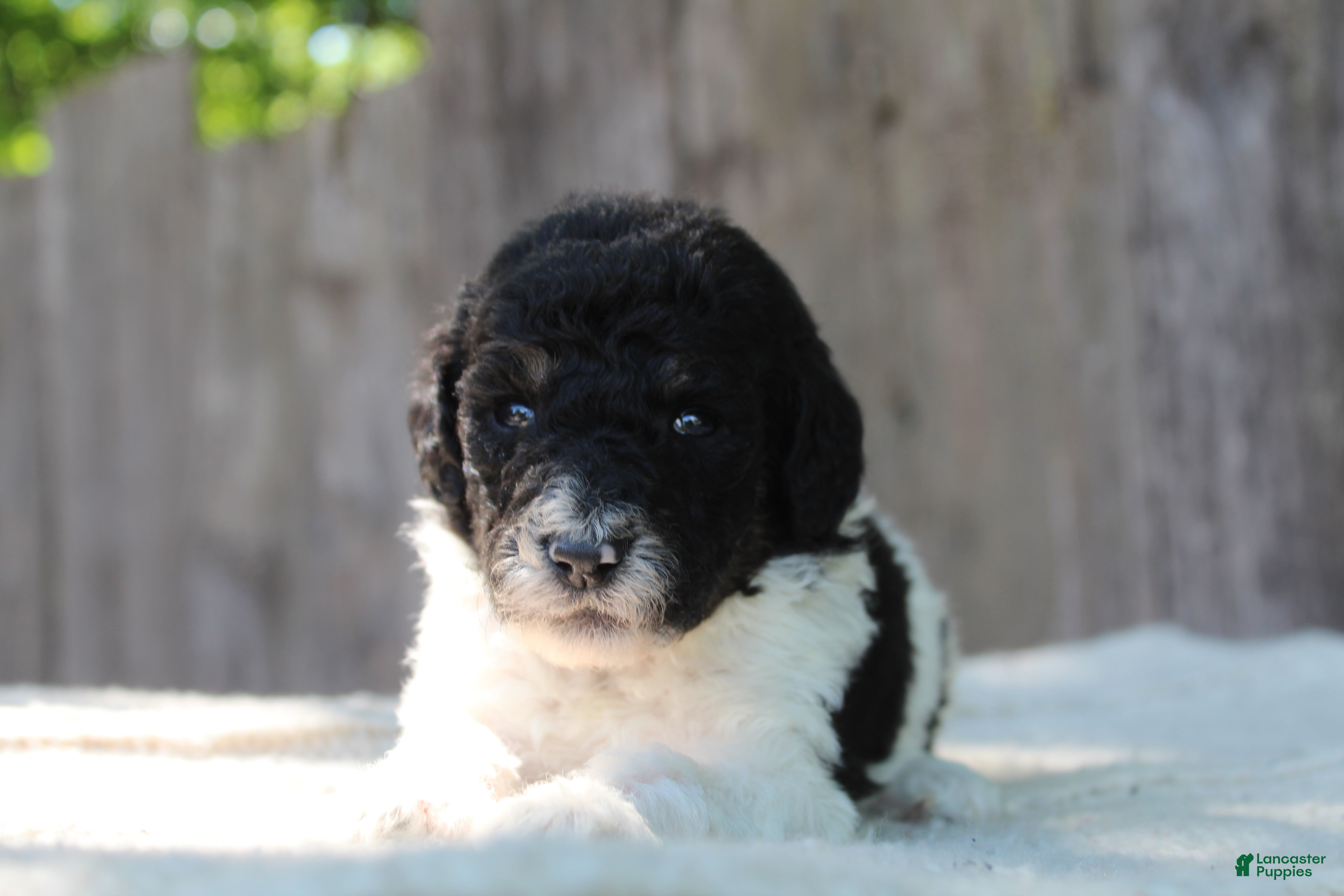 Standard Poodle dogs for sale: Sage AKC standard poodle - Ad 6