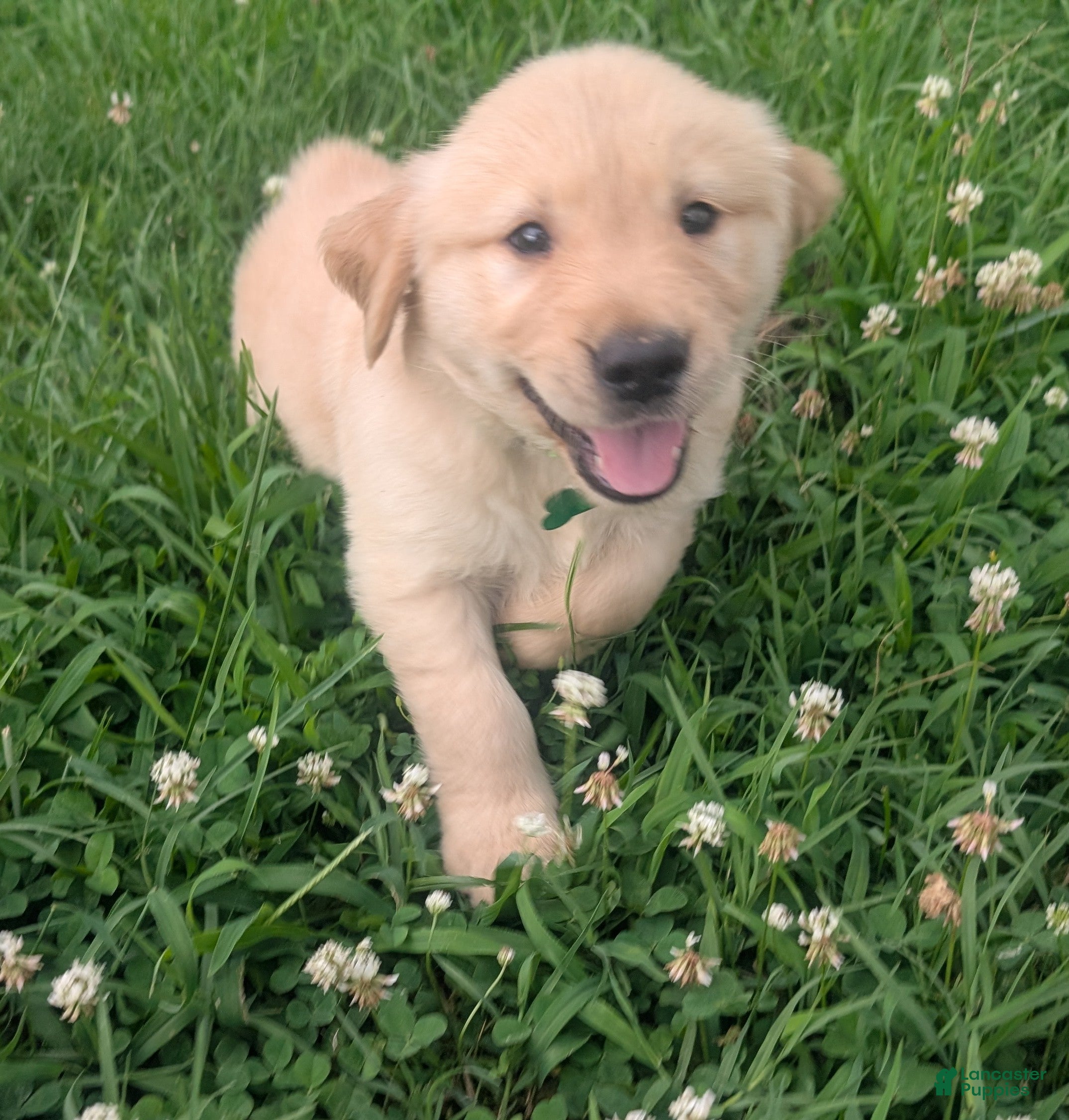 Golden Retriever dogs Finn - Ad 2