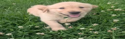 Golden Retriever dogs for sale: Finn - Ad 2