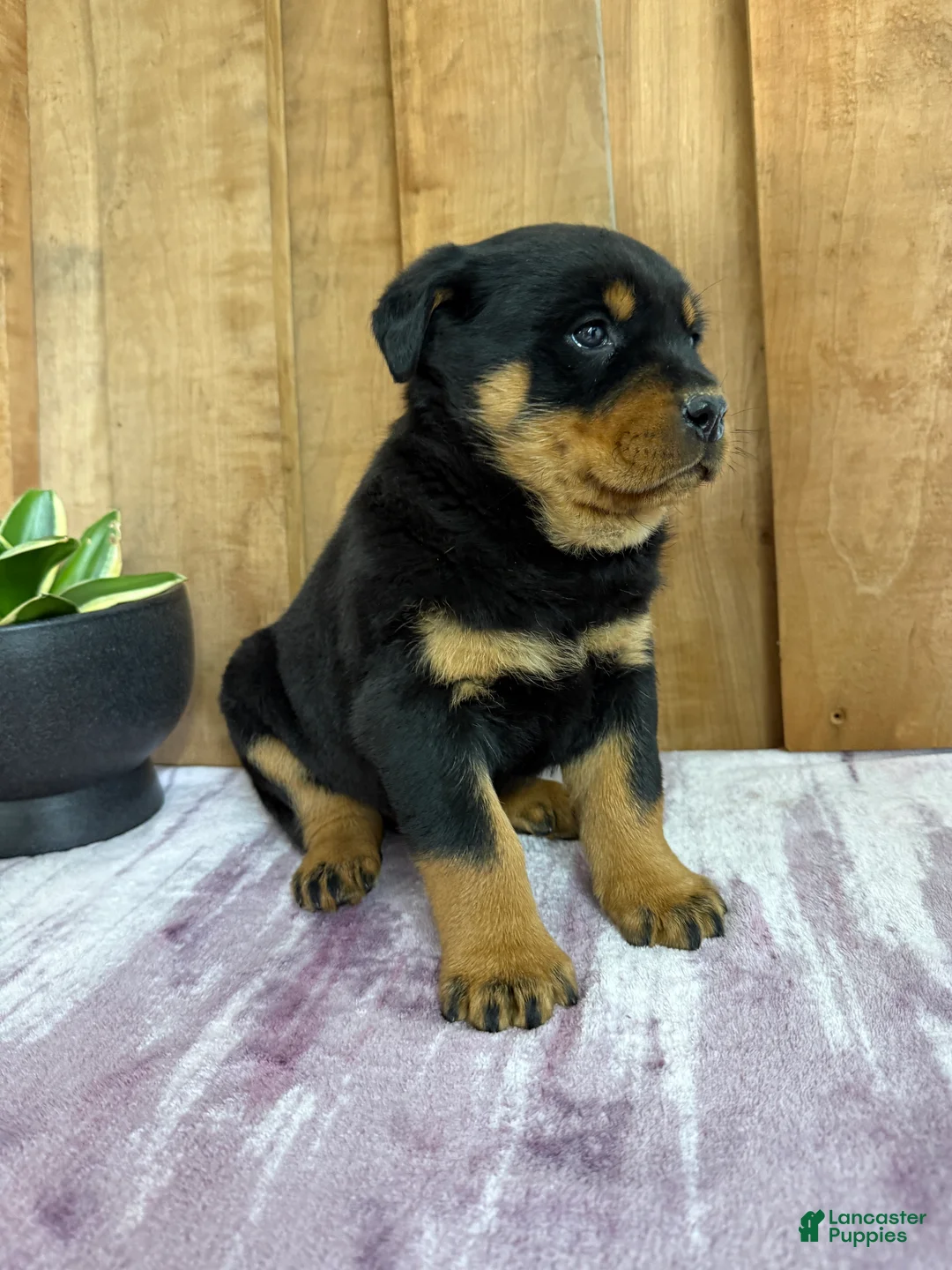 Rottweiler dogs for sale: Lucas - Ad 8
