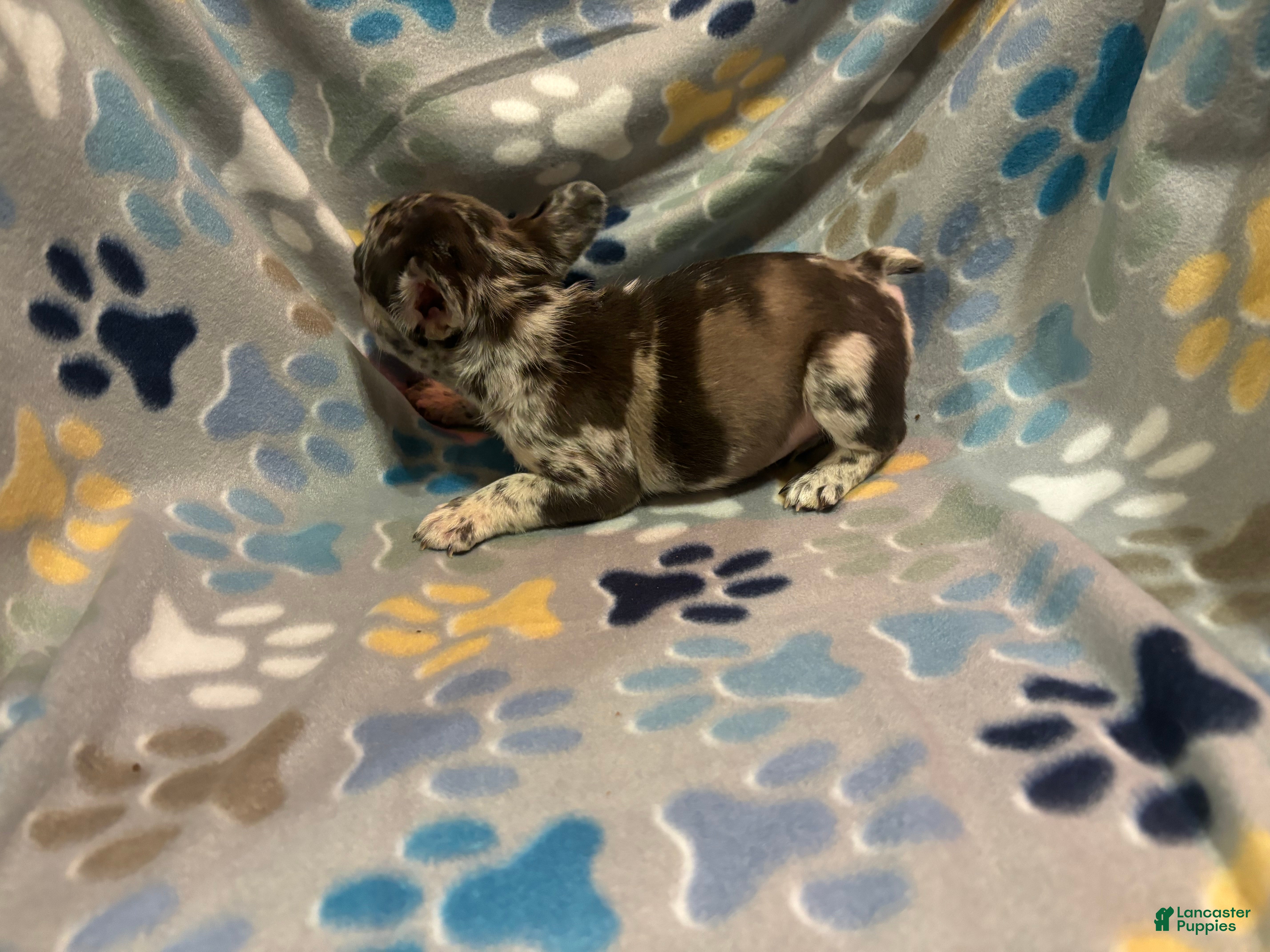 French Bulldog dogs French Bulldog Puppy 2 - Ad 2