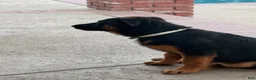 German Shepherd dogs for sale: Pearl  - Ad 3