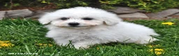 Bichon Frise dogs for sale: Snowball - Ad 3