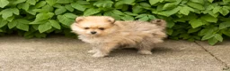 Pomeranian dogs for sale: Chip  - Ad 1
