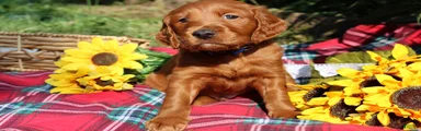 Rocky - Irish Goldendoodle 