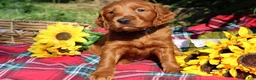 Mixed Breed dogs for sale: Rocky - Irish Goldendoodle  - Ad 1