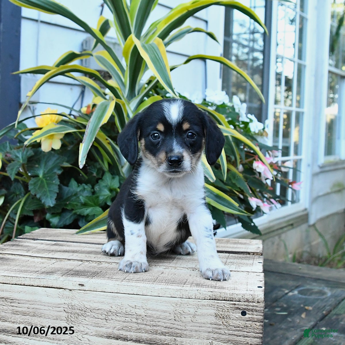 Mixed Breed dogs Dawn - Ad 9