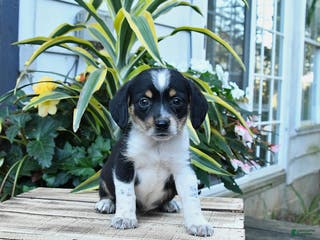 Mixed Breed dogs Dawn - Ad 30