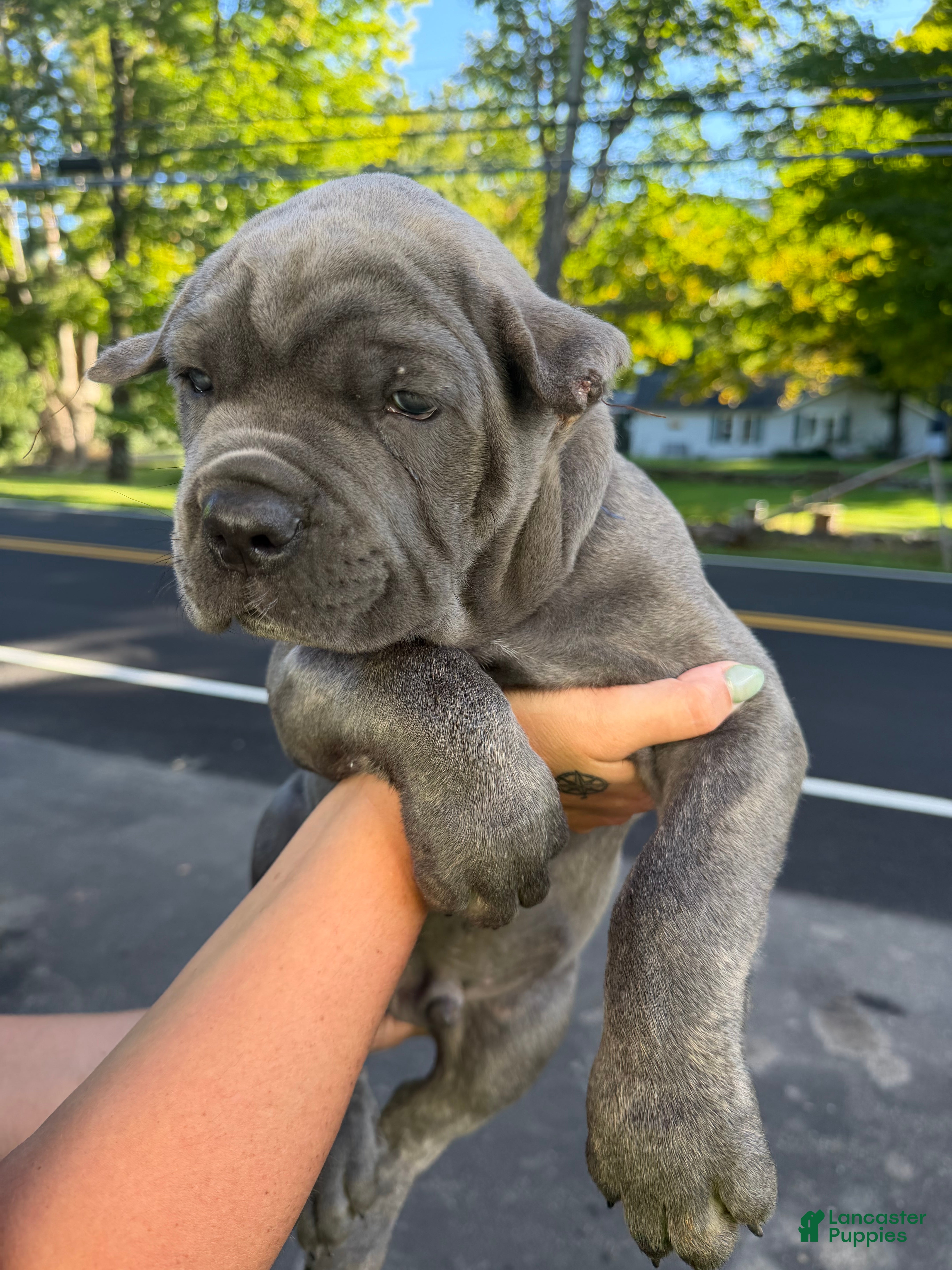 Cane Corso dogs Blue Collar  - Ad 2