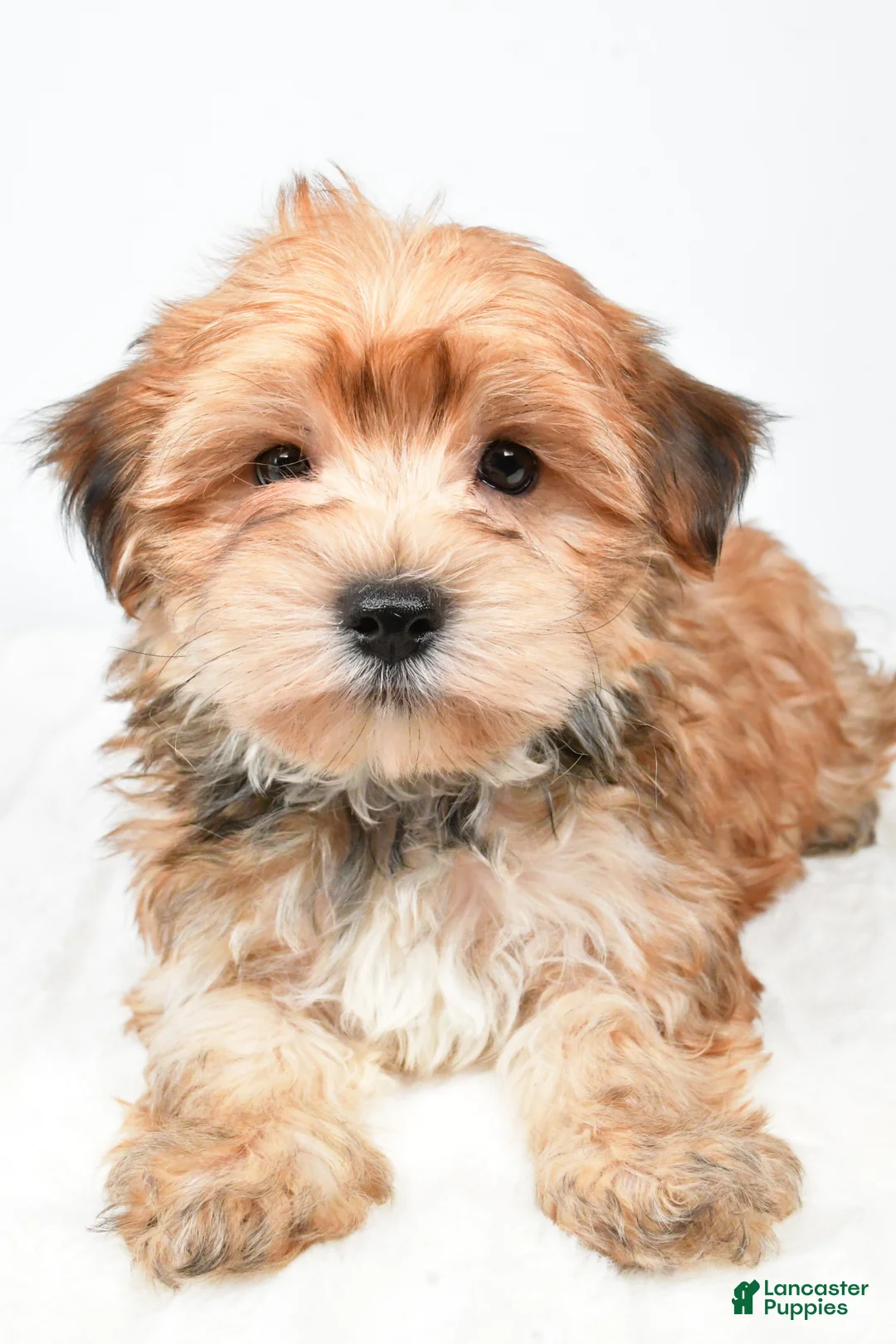 Morkie dogs for sale: Micky - Ad 1