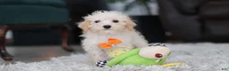 Schnoodle dogs for sale: Atlas - Ad 2