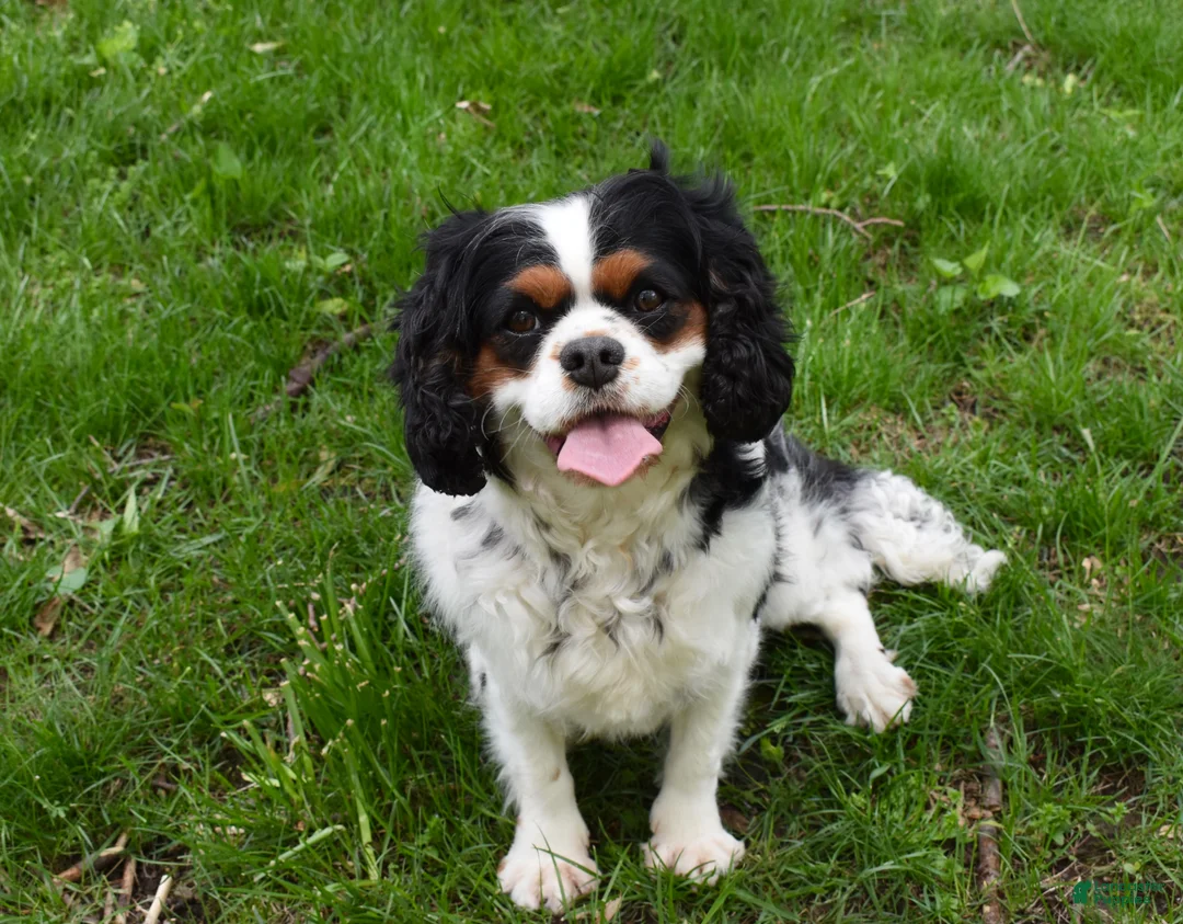 Cavalier King Charles Spaniel dogs for sale: Scout - Ad 9