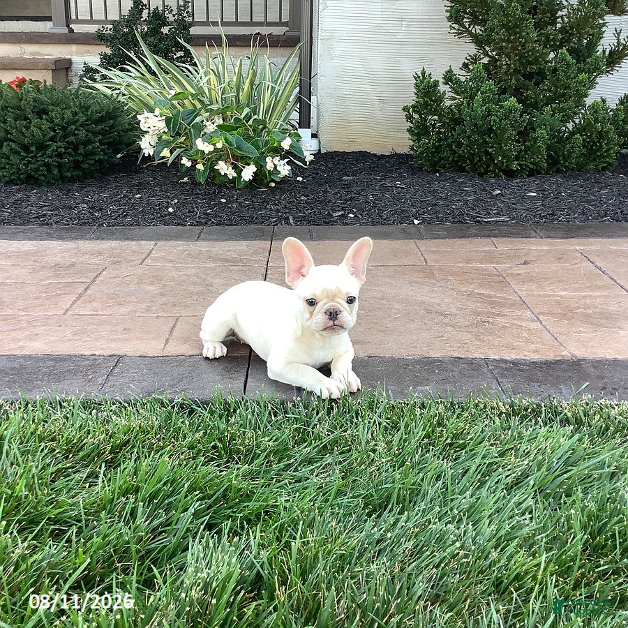 French Bulldog dogs Missy - Ad 2