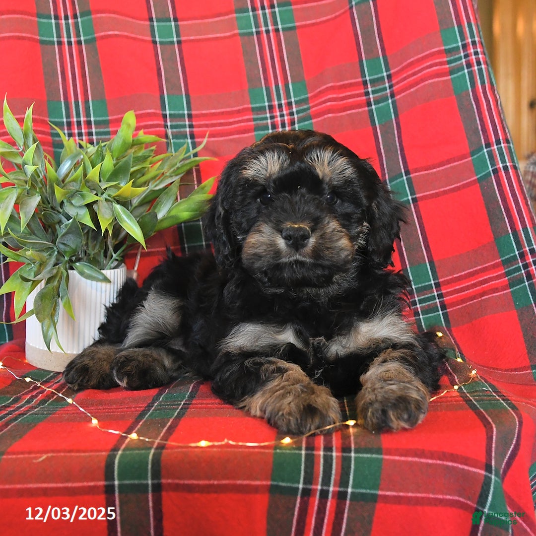 Cavapoo dogs for sale: Apollo - Ad 4