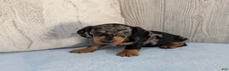 Miniature Dachshund dogs for sale: Snoopy - Ad 6