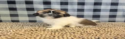 Shih Tzu dogs for sale: Abby - Ad 6