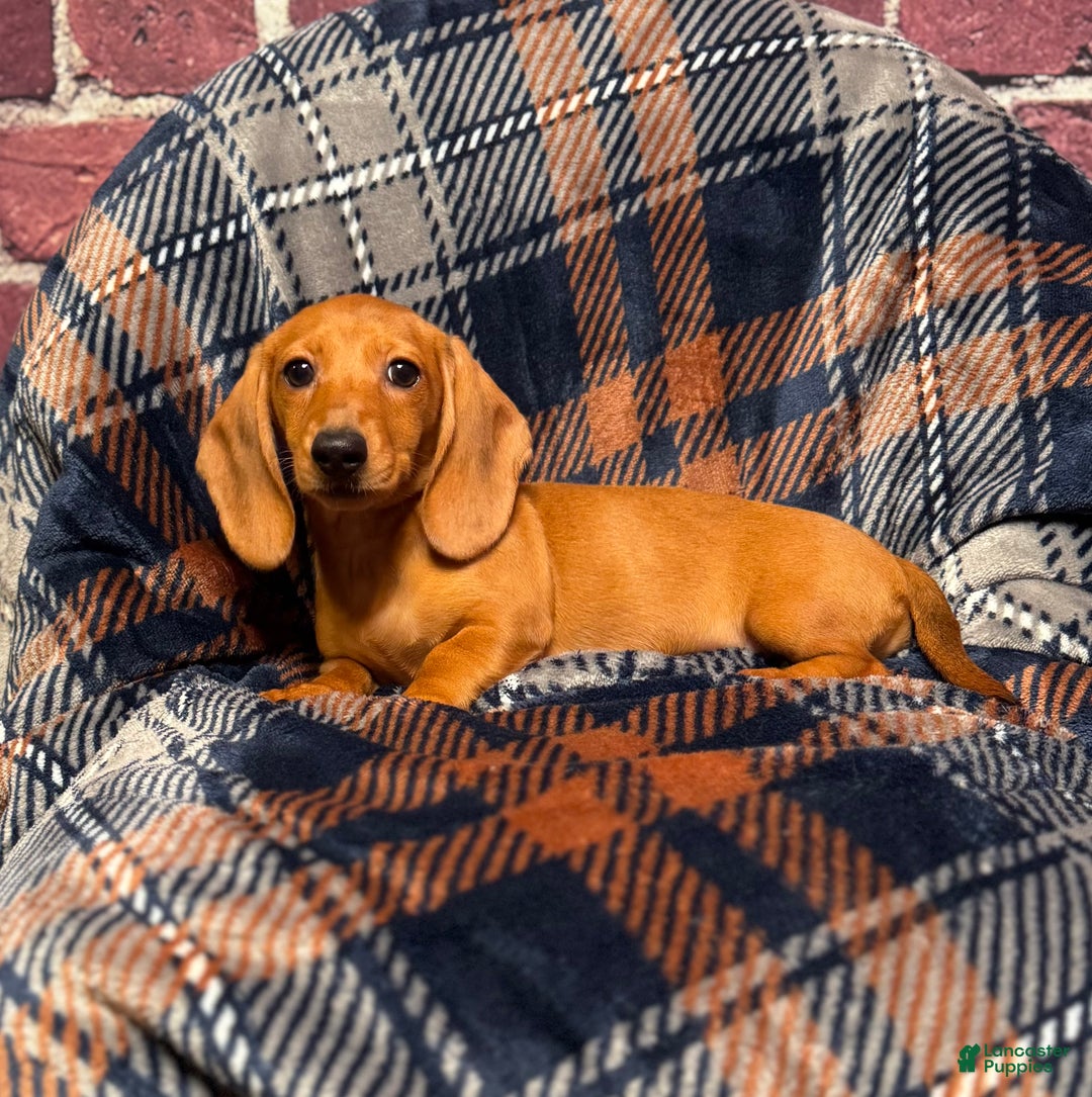 Miniature Dachshund dogs for sale: Lilly  - Ad 1