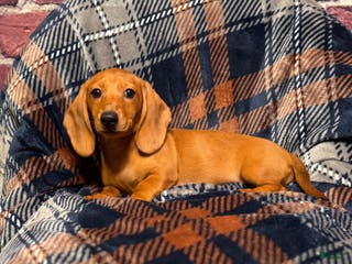 Miniature Dachshund dogs Lilly - Ad 20