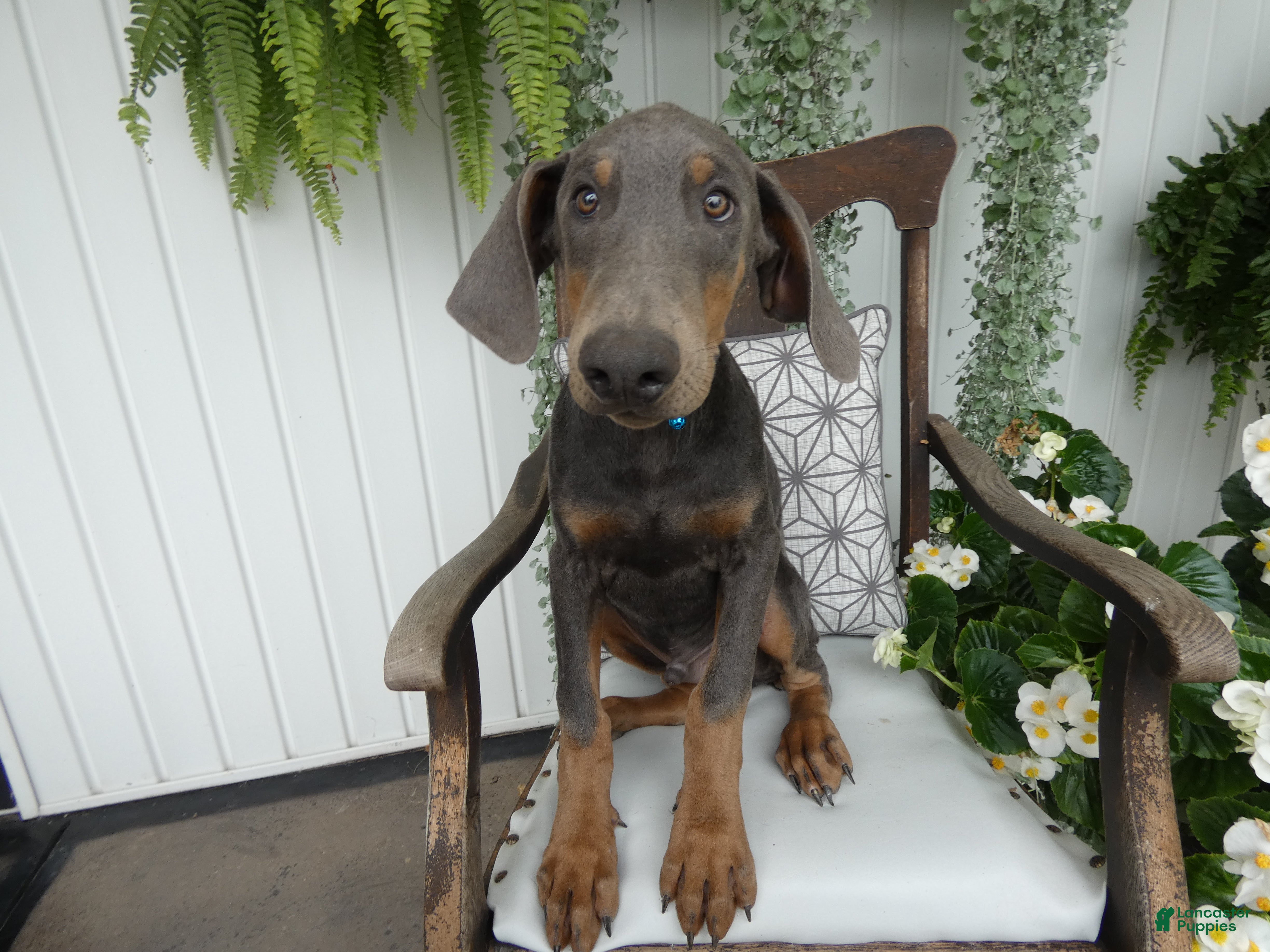 Doberman Pinscher dogs Doberman Pinscher 1 Baxter - Ad 40