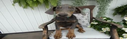 Doberman Pinscher dogs for sale: Doberman Pinscher 1 Baxter - Ad 1