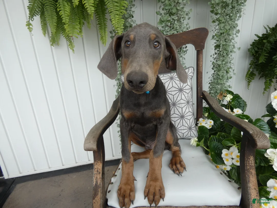 Doberman Pinscher dogs for sale: Doberman Pinscher 1 Baxter - Ad 1