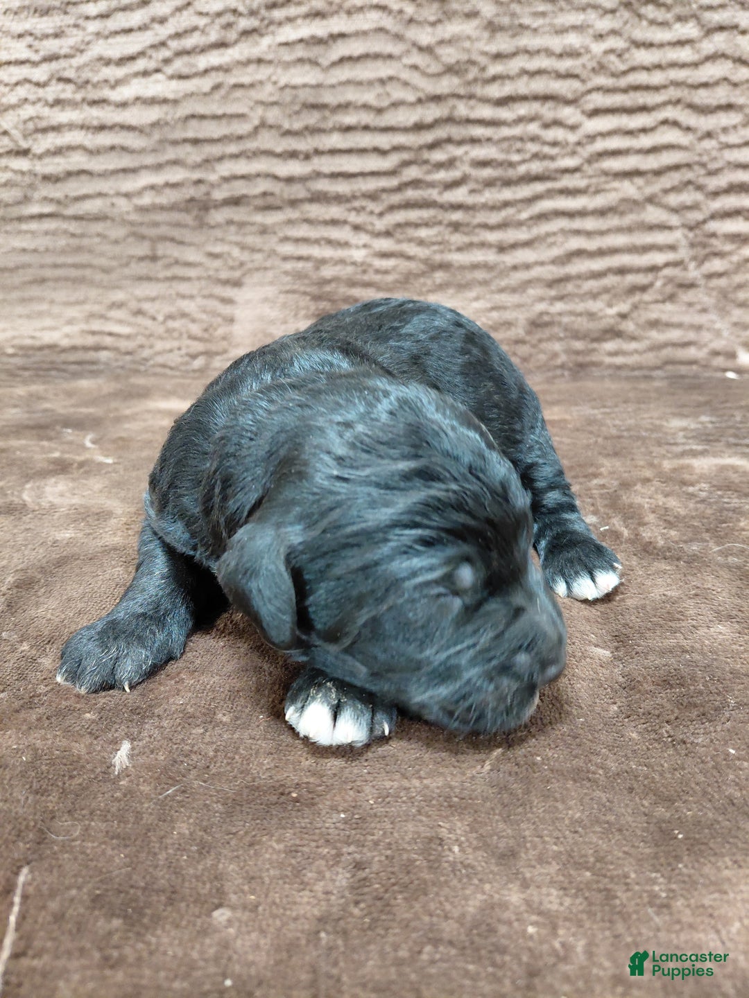 Bernedoodle dogs for sale: Baron - Ad 5