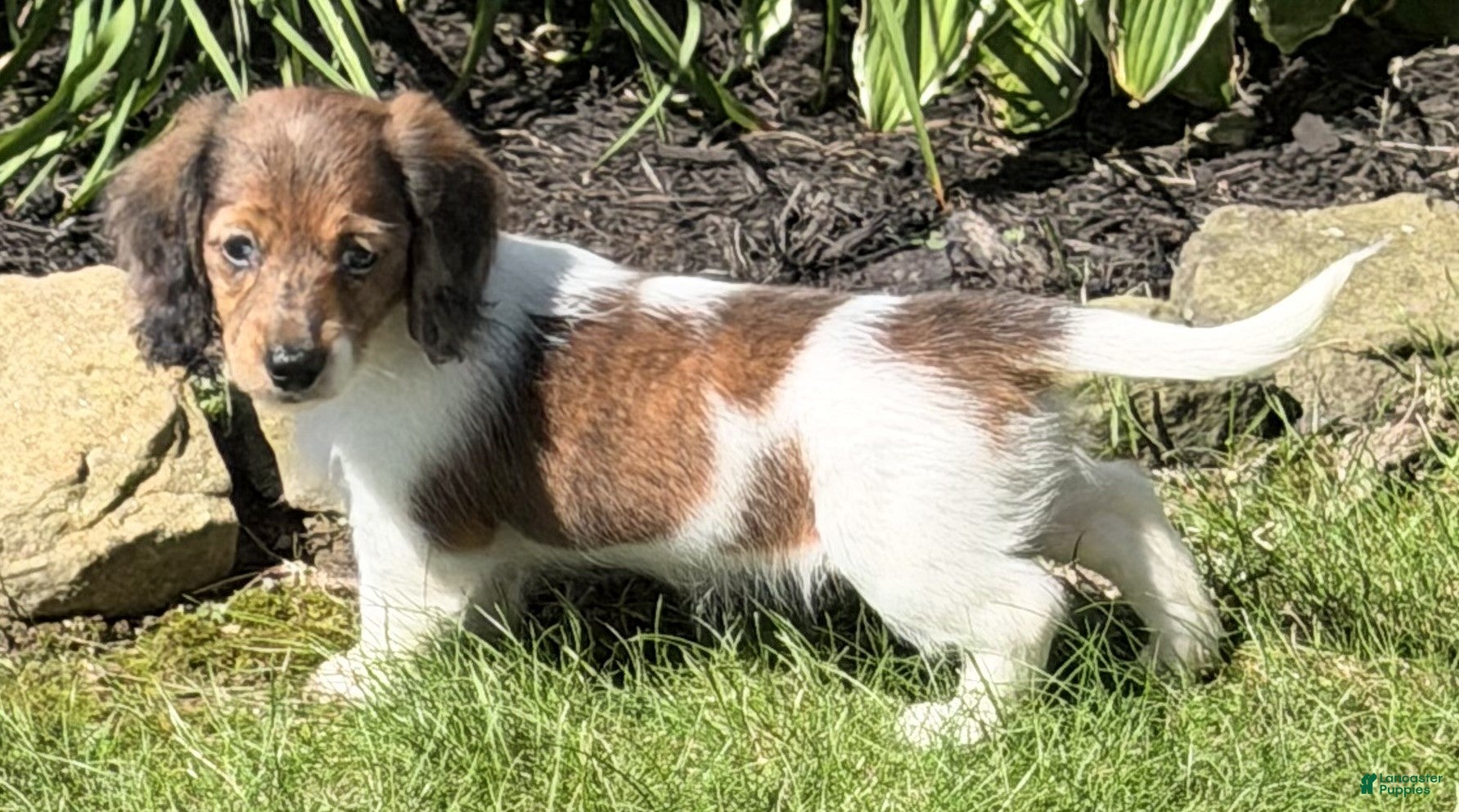 Miniature Dachshund dogs Claire - Ad 2