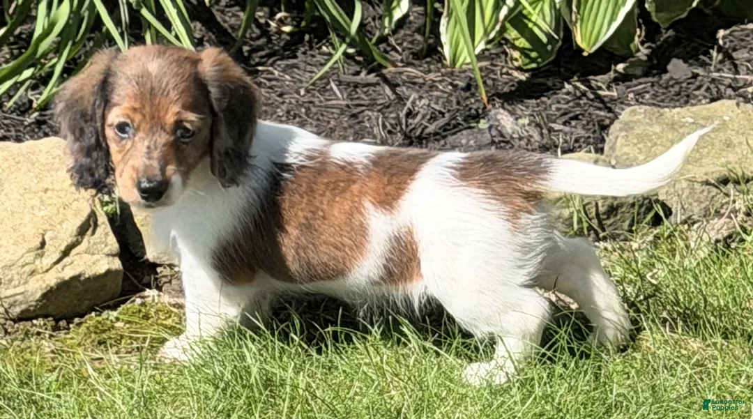 Miniature Dachshund dogs for sale: Claire - Ad 2