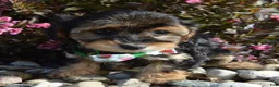 Yorkiepoo dogs for sale: Willow - Ad 17