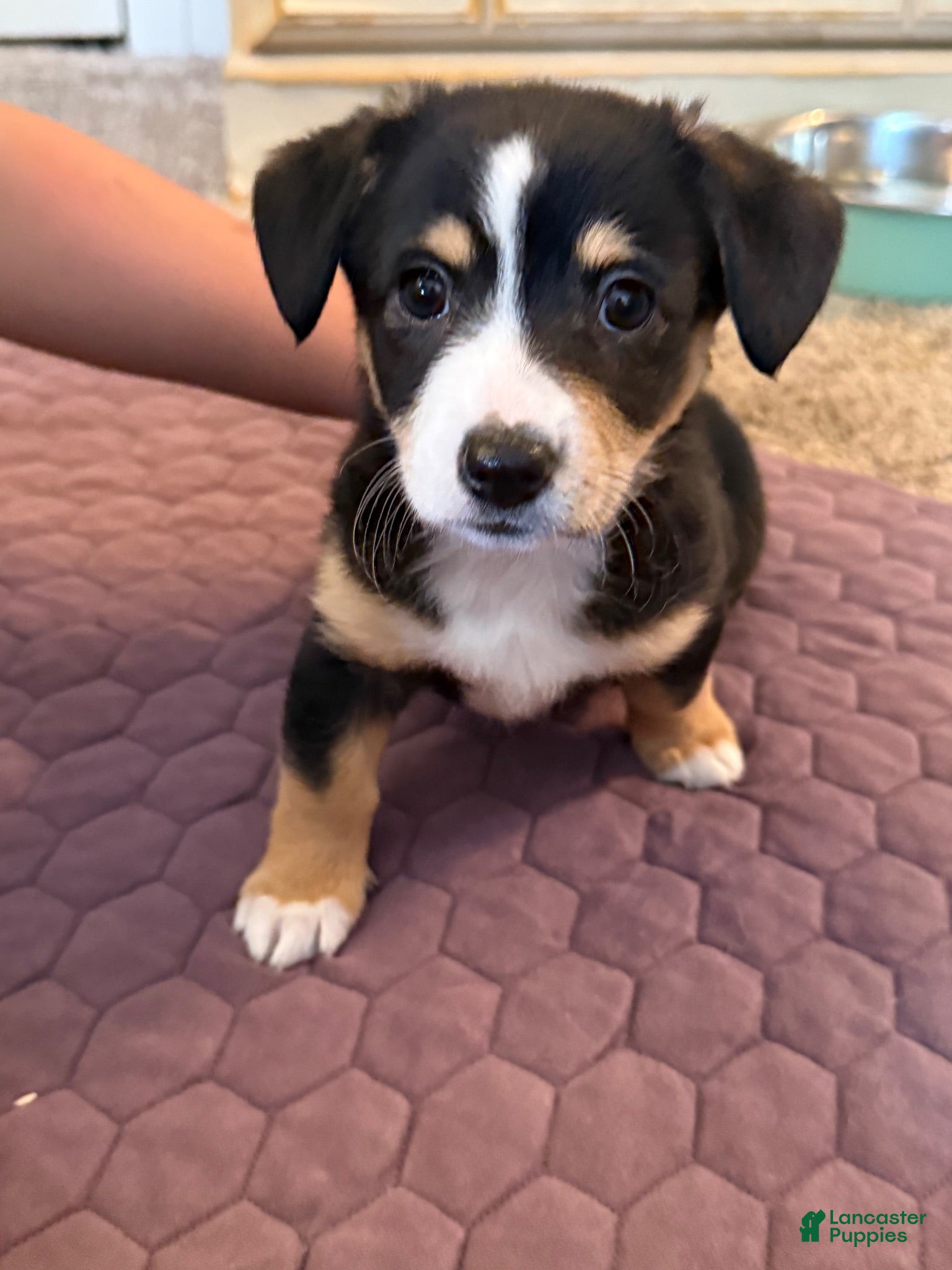 Mixed Breed dogs Mixed Breed 5 - Ad 13